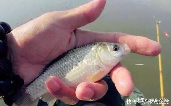 十钓九空原来这饵才是大鲫鱼的最爱,后悔没早一点发现