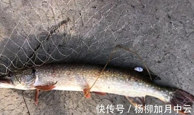 江苏钓鱼人解锁“新鱼种”，网友疑问“常州还有狗鱼”