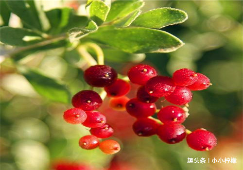 荠菜|羡慕别人不生病,4种食物要多吃,补充营养,增强体质