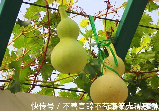 阳台上|还在苦苦养花吗?今年都流行种果树了,开完花就结果,味甜真不错
