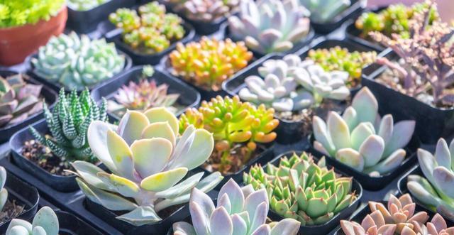 夏季|多肉里的普货也能养出好状态,以下普货多肉,好养易出状态