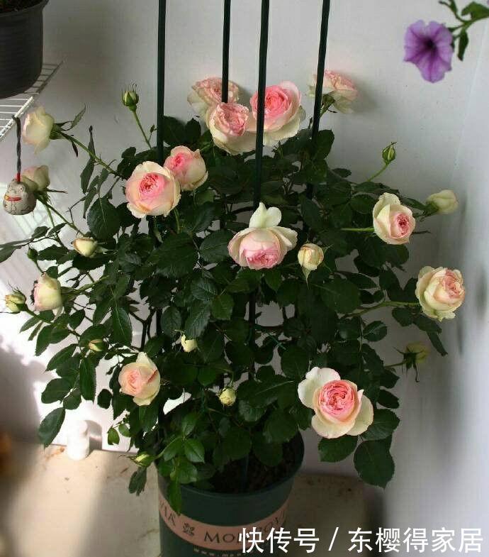 适合庭院养护的花卉,花姿妖娆,越养花越多