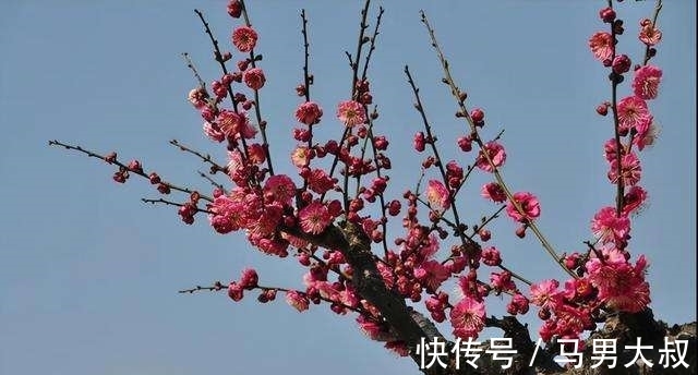 英意&诗词欣赏/七绝.梅韵其三(附悬联并求对)