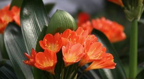 养“君子兰”坚持十年,总结出的养花秘籍,说的句句在理