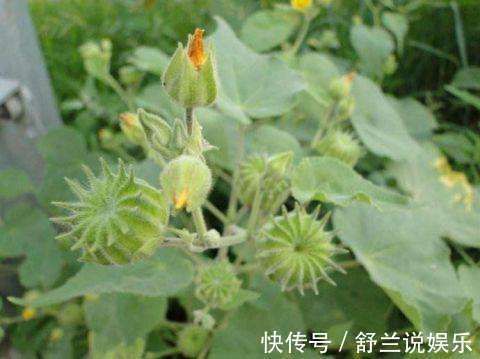 农村|农村田间常见的“害草”，满地都是无人要，现如今卖到24块一斤