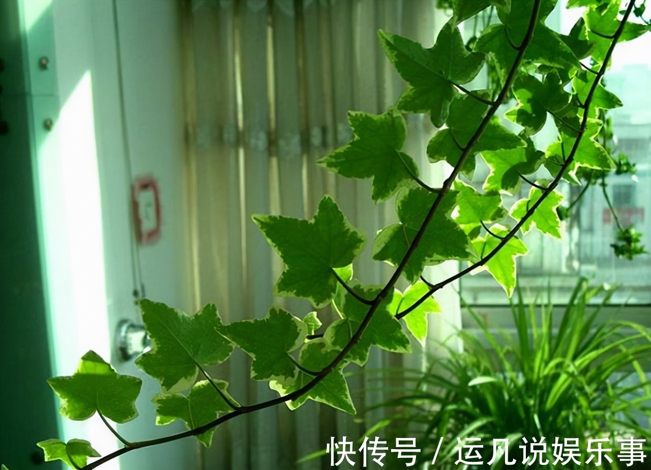 10种健康花,适合养客厅,吉祥有品味,关键个个都是净化高手