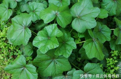 它是“蔬菜之王”,价值高,用处多!你见过吗?