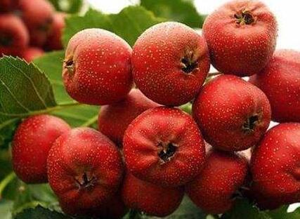 消化|山楂真的能帮助消化吗确实可以,而且还有这些神奇功效!