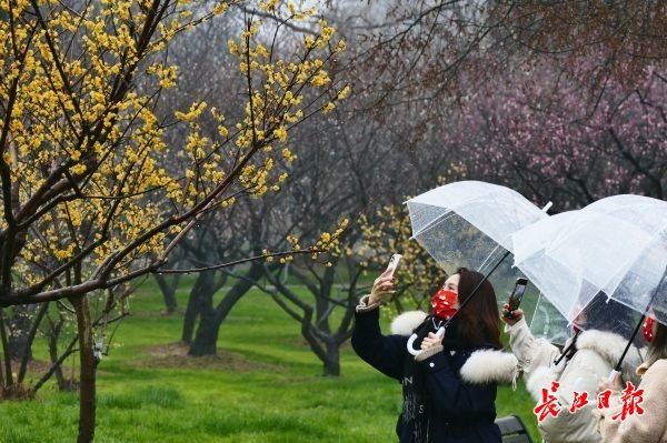 梅花|东湖梅园花开四成，本周或可踏雪寻梅