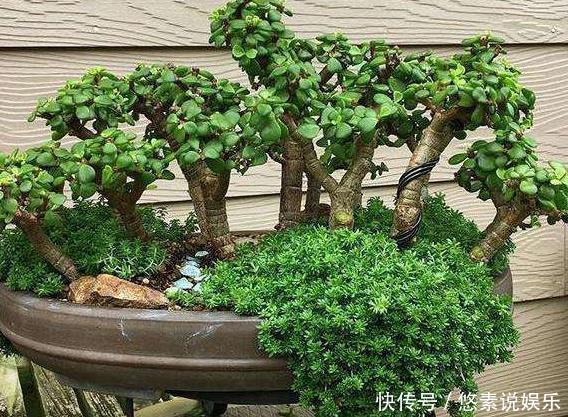种树|什么发财树、平安树，都不如“2种树”，养成老桩后，很值钱！