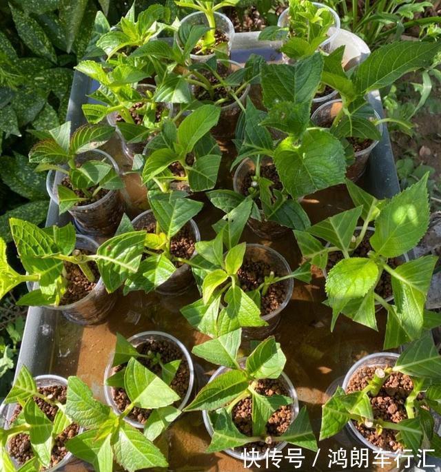 秋天快扦插,10种花不用买,掰个枝子插土里,嗖嗖生根,成活率高