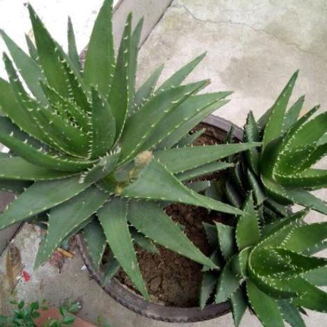 繁殖芦荟怎么给侧芽分株移栽3步操作,让一株变十多株