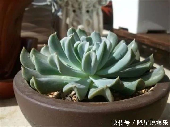 秋天买多肉,认准这点,长得胖嘟嘟窜出一圈小芽!
