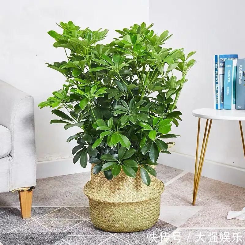 鸭掌木冬天有“五怕”,避开了才能枝繁叶茂,越养越旺