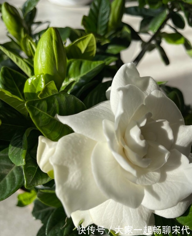 如果不是万不得已,3种花年后再买,省钱又好养