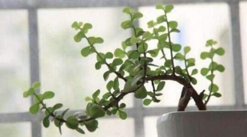 浇灌|养金枝玉叶要“有耐心”,知道这个小技巧,2年养成高颜值老桩