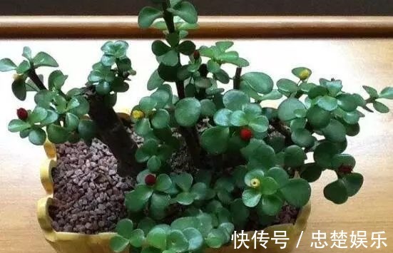金枝玉叶怎么养才爆盆做到5点金枝玉叶很快枝繁叶茂青翠欲滴