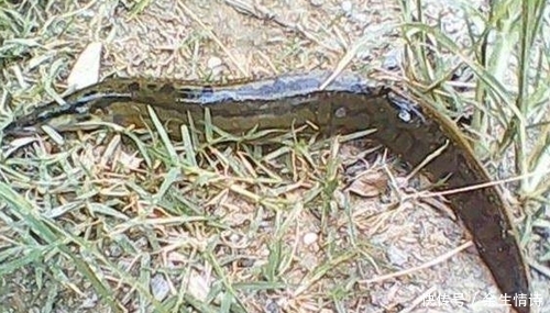 点害怕|钓获2条野货,不敢取钩,网友:刀鳅,现在少见,一斤几十块钱呢