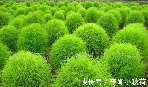 营养|它是民间的极品野菜,营养非常丰富,如今却沦为观赏植物