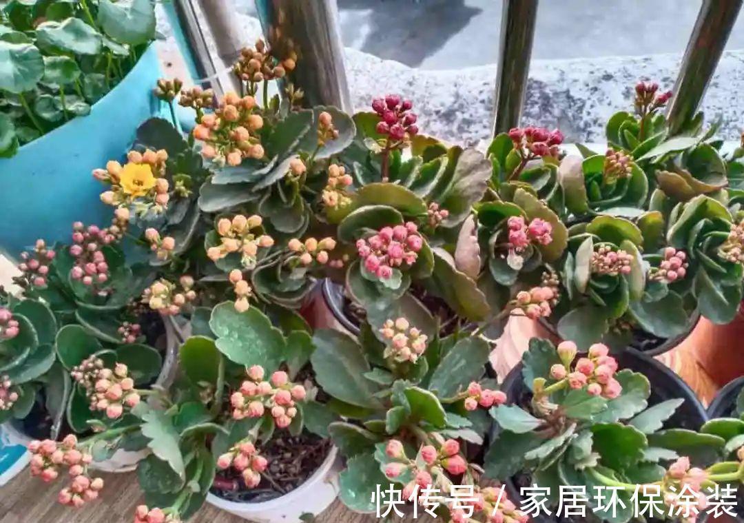 7种花养老桩不好，多扦插、养嫩苗，才能年年开花