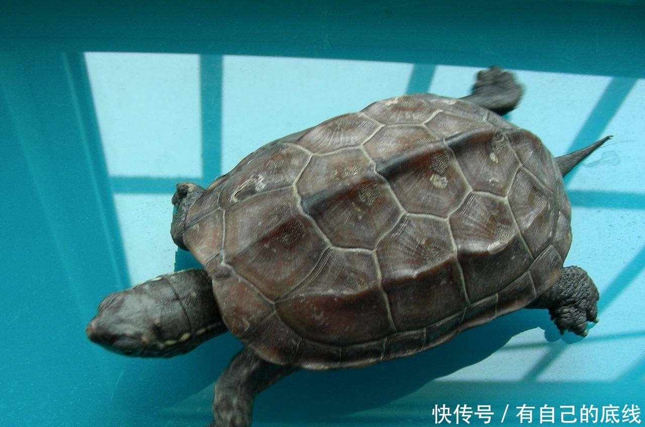 通天河的老乌龟为何修行千年难脱龟壳？如来：这次稳了