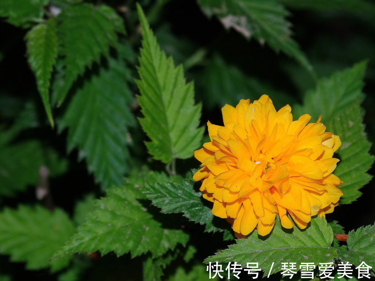 此花姹紫嫣红，象征着高贵尊贵，原产于中国却被认为是日本的