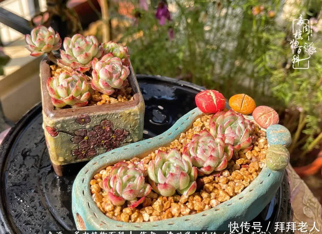 多肉与我，不负时光韶华！