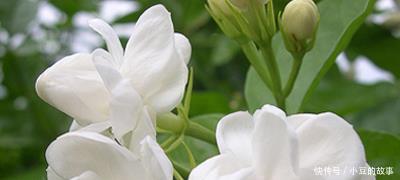 大白菜|户外挖“2种土”养花，君子兰长得像“大白菜”，茉莉花“爆盆”