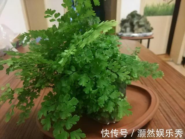 观音莲|天生“体阴”的6种花,晒太阳易黄叶,阴一点反而长得绿油油