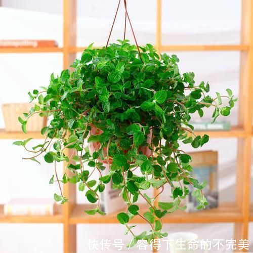 甲醛|养这4盆花,在家吸烟也不怕,二手烟吸光光,空气清新,一家健康