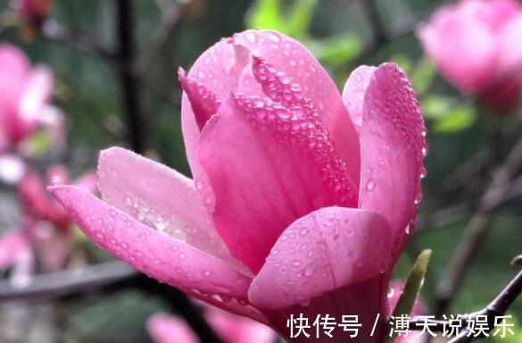 花色|想养花试试“它”花语灵魂高尚，花色“从里到外”会变色