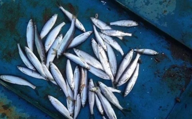 野钓不用买饵料，这6种特效饵随处可得，几乎零成本，下钩就上鱼