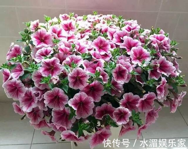 老花匠|养花修剪“学问大”,老花匠教你怎么修剪,才能突突冒花!