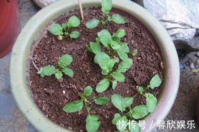 大小像“葡萄”一样的萝卜,种在花盆里,养30天就能摘一篮子