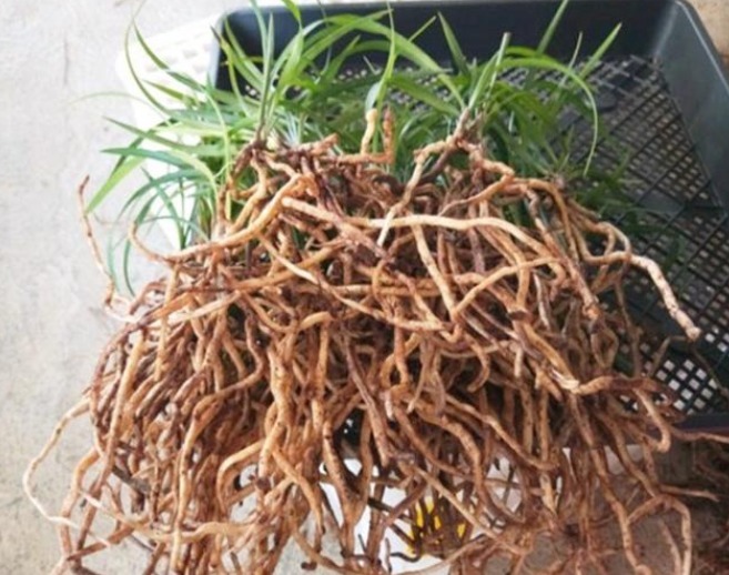 家中兰花如何“分盆”呢学会三个小方法,枝叶繁绿生根快!