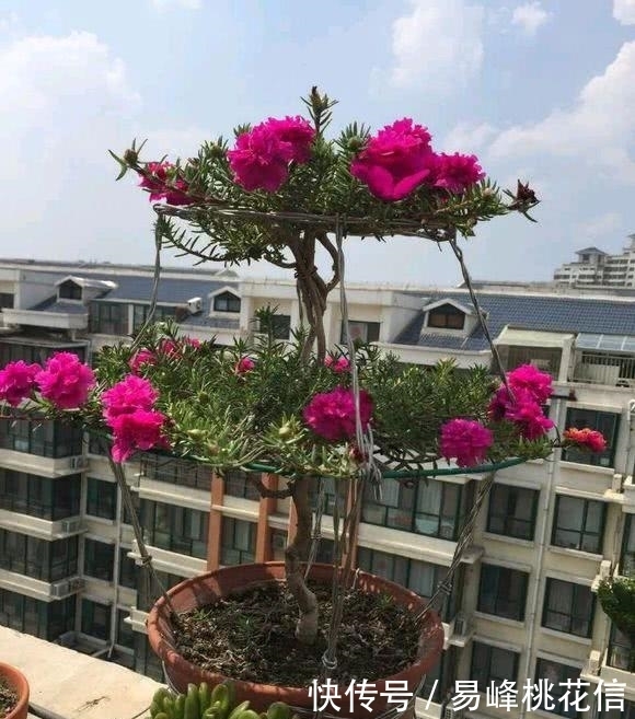 养花需要注意的,这几种花卉是不需要经常浇水的,不然会害死它!