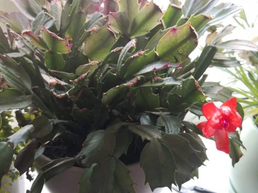 家里有这7种花，少浇水、不能晒，天热要休眠！