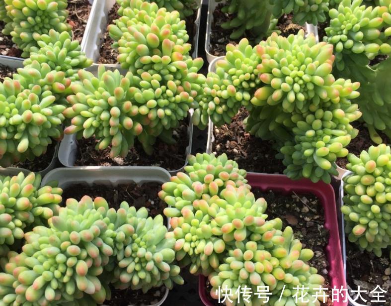 叶子|多肉爱喝2种水,夏季2周喂1次,叶子又肥又美,茎干不徒长