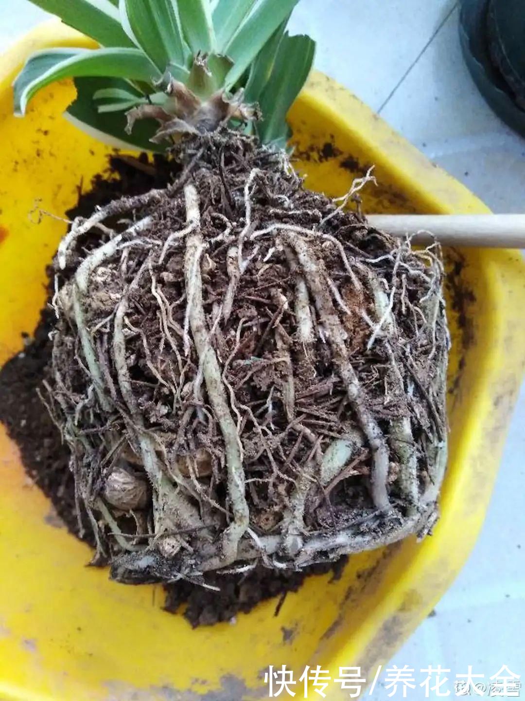 花生瓜子壳···配成营养土，给花养出“面条”根