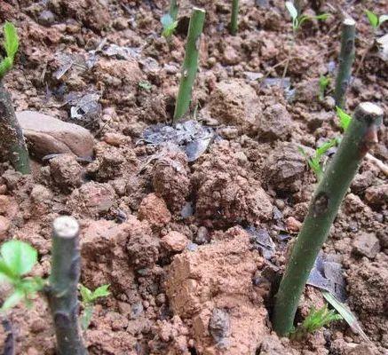 嫁接月季花?告诉你个小绝招,一年四季都能活,变成老桩大花树