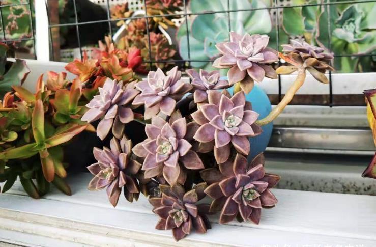 姬胧月|多肉姬胧月和阿伦培习性相近且一样的皮实,所以一起拼养没有障碍