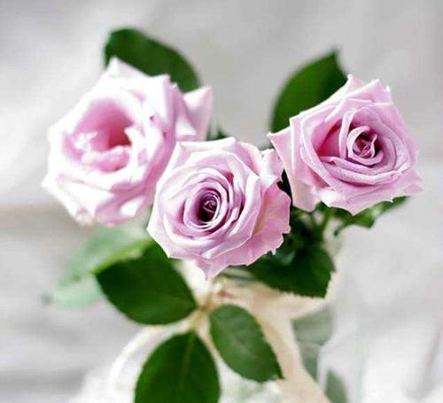  嫌多|20种月季花，美得让人窒息，家里放100盆都不嫌多！