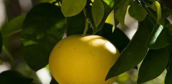 水果|糖尿病患者不能吃水果?3种水果放心食用,帮你稳定血糖指数!