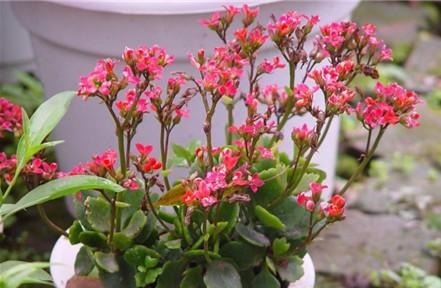 “家家都有的营养液,给花卉滴10滴,叶子油光翠绿开花500朵