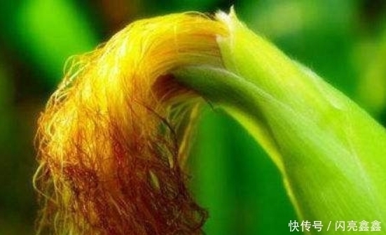 立秋后湿气重，用此物泡水，对身体有3个好处，让你排湿毒百病消