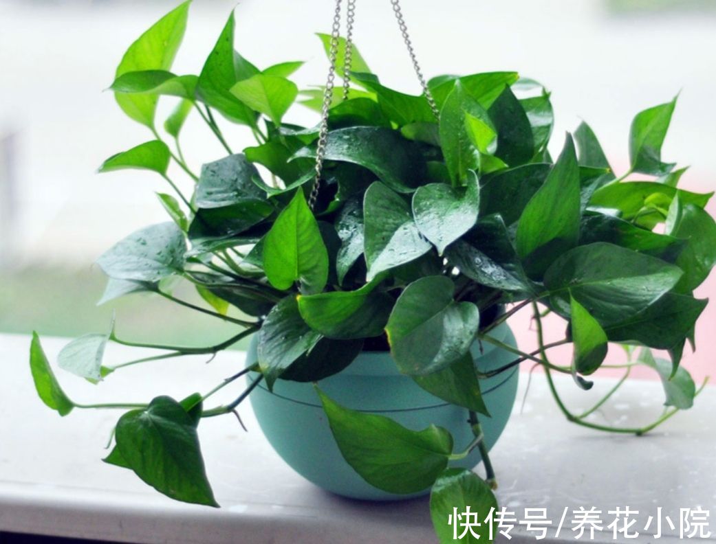 天气变冷,10种花要减少浇水,不然难过冬