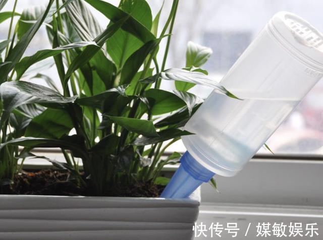 山东大叔养花,什么“肥料”也不施,就浇“1种液体”,长得好!