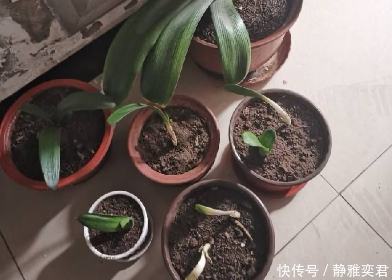 8种花，秋天翻盆顺便分株，一盆变多盆，明年光买盆就足够了