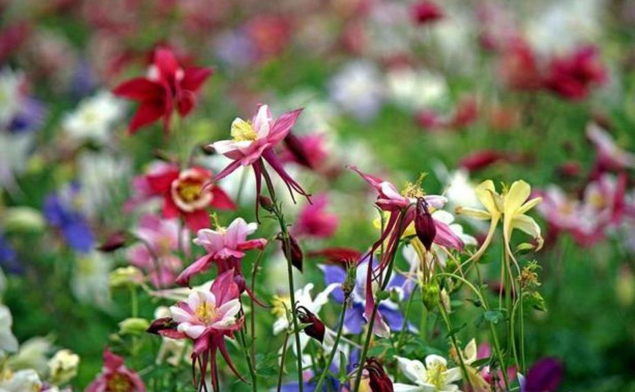 3种花美的出奇,不仅花好看,名字也好听,养在阳台开成花海