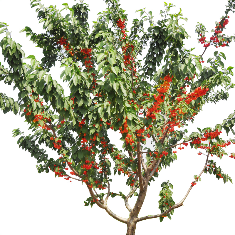 在家里种此树，除了观赏性强，长大了很值钱